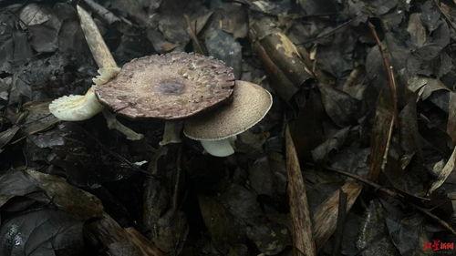扒圈吃瓜菌,揭秘娱乐圈背后的秘密与真相