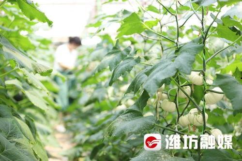 山东潍坊吃瓜网站,揭秘山东潍坊特色吃瓜文化