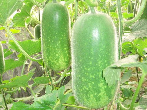 喜剧大赛吃瓜新鲜的瓜,吃瓜新鲜瓜，笑料连连揭秘幕后故事